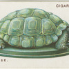 The Tortoise