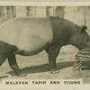 Malayan Tapier and Young.