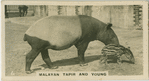 Malayan Tapier and Young.