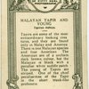 Malayan Tapier and Young.