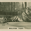 Malayan Tiger.