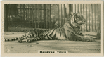 Malayan Tiger.