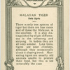 Malayan Tiger.