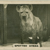 Spotted Hyena.