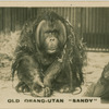 Old Orang-Utan "Sandy".