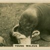 oung Walrus.
