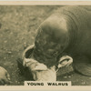 Young Walrus.