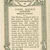 Young Walrus.