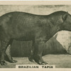 Brazilian Tapir.