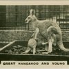 reat Kangaroo and Young.