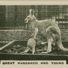 Great Kangaroo and Young.
