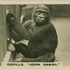 Gorilla " John Daniel".