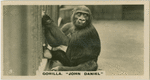Gorilla " John Daniel".