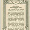 Gorilla " John Daniel".