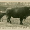 uropean Bison and Calf.