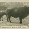 European Bison and Calf.