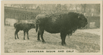 European Bison and Calf.