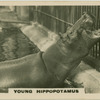 Young Hippopotamus.