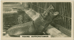 Young Hippopotamus.