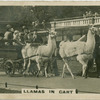 Llamas in Cart.