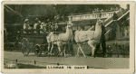 Llamas in Cart.