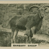 Barbary Sheep.