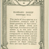 Barbary Sheep.