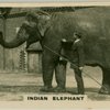 ndian Elephant.