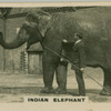 Indian Elephant.