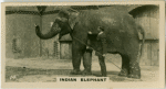 ndian Elephant.