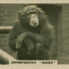 Chimpanzee "Daisy".