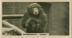 Chimpanzee "Daisy".