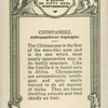 Chimpanzee "Daisy".