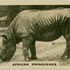 African Rhinoceros.