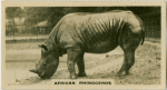 African Rhinoceros.