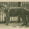 Puma.