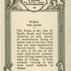 Puma.