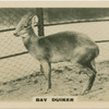 Bay Duiker.