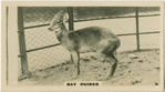 Bay Duiker.
