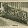 Leopard "REX".
