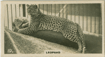 Leopard "REX".