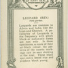 Leopard "REX".