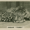 Jaguar "Tubby ".