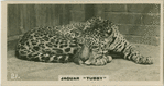 Jaguar "Tubby ".