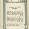 Jaguar "Tubby ".