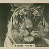 Tiger "Sam".