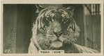 Tiger "Sam".