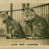 ion and Lioness " Felis and Leo".
