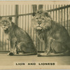 Lion and Lioness " Felis and Leo".