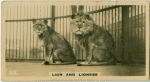 ion and Lioness " Felis and Leo".